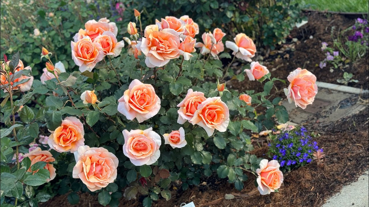 Just Joey Rose first flush of 2024