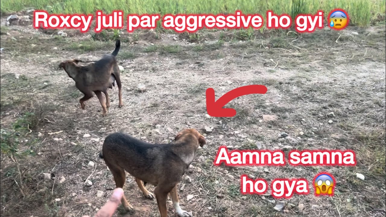 Roxcy juli par aggressive ho gyi 😰 Day 33/365 ✅