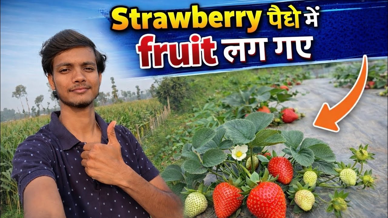 Life Main Pheli Bar Khayungan Strawberry 