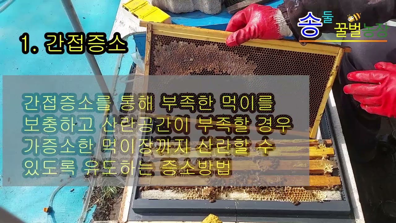 간접증소와 직접증소/벌깨운지 50일 넘은 상태/벌 키우기는 나의 진심/양봉