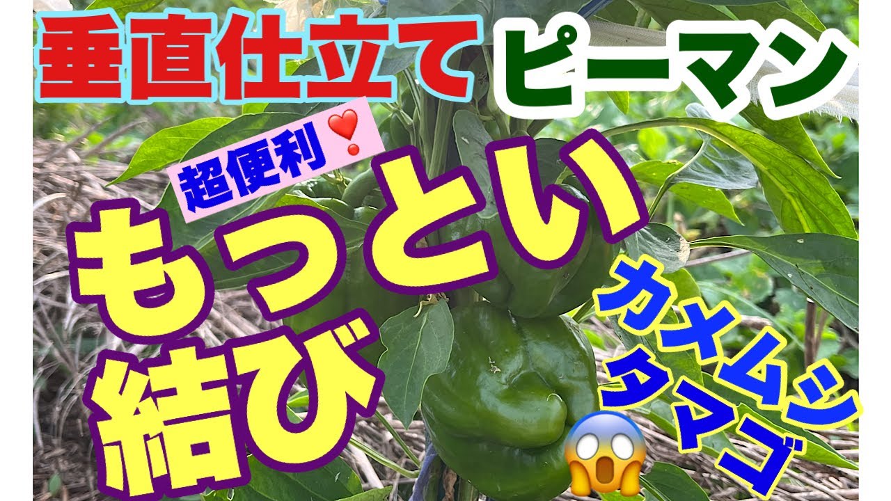 垂直仕立てピーマン🫑もっとい結び、カメムシタマゴ😱