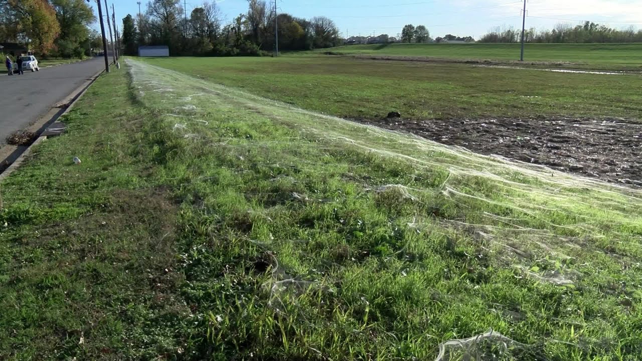 Residents Say Spiders Are Taking Over Their Neighborhood
