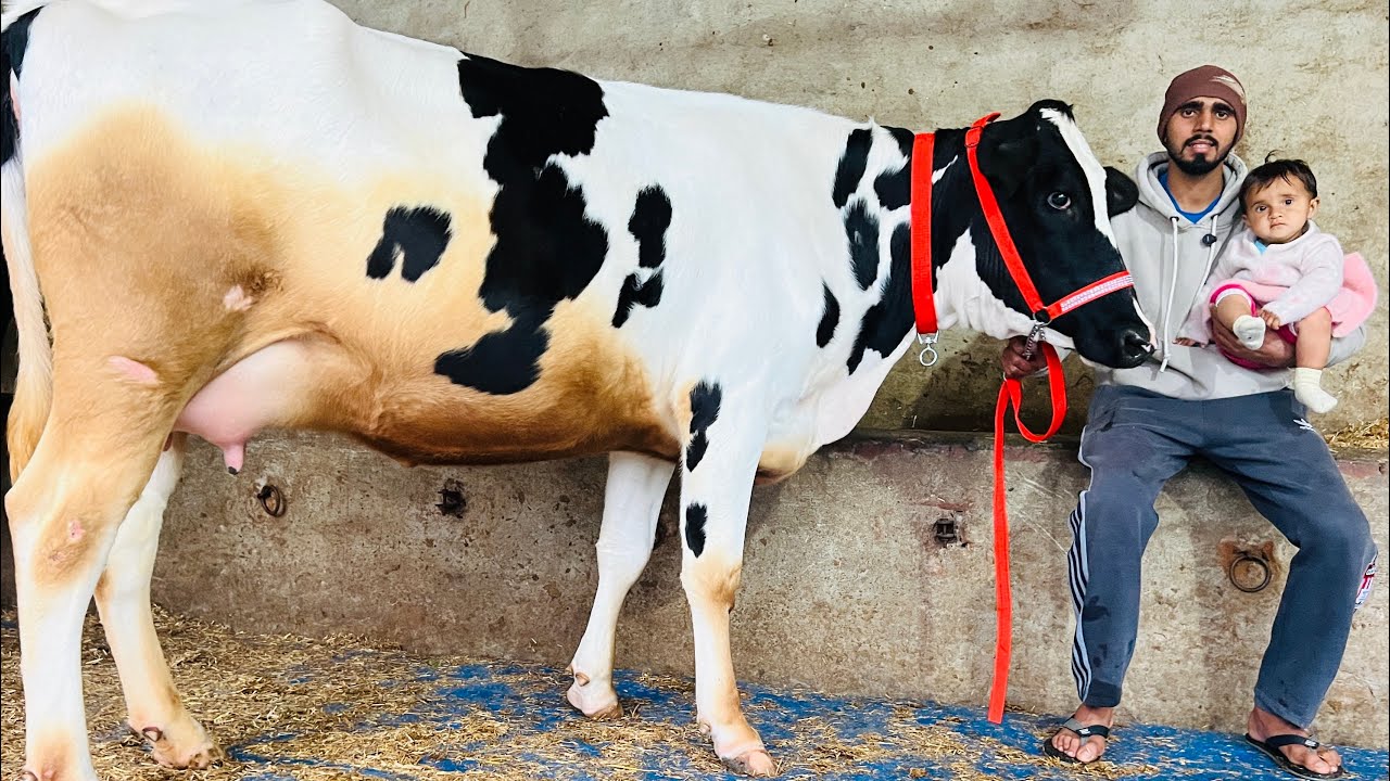 2 ਦੰਦ ਗੱਬਣ ਵਹਿੜ-2 ਸੂਈਆਂ ਵਹਿੜਾ ਵਿਕਾਉ-3 cow for sale #brardairyfarmmoga 