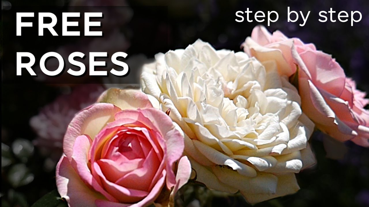 How to Take Rose Cuttings for Free Roses for Your Garden