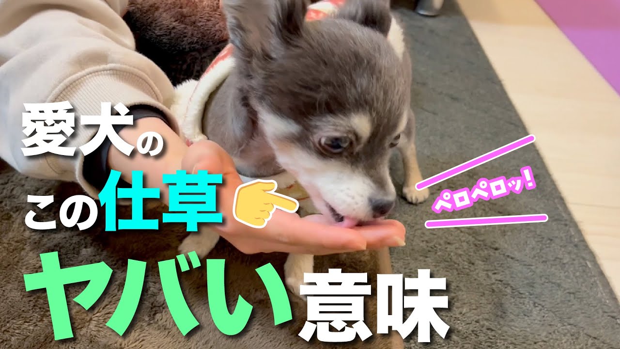 犬の行動としぐさでわかる 伝えたい気持ち３選！