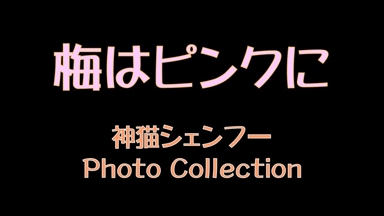 梅はピンクに　神猫シェンフー　Photo Collection