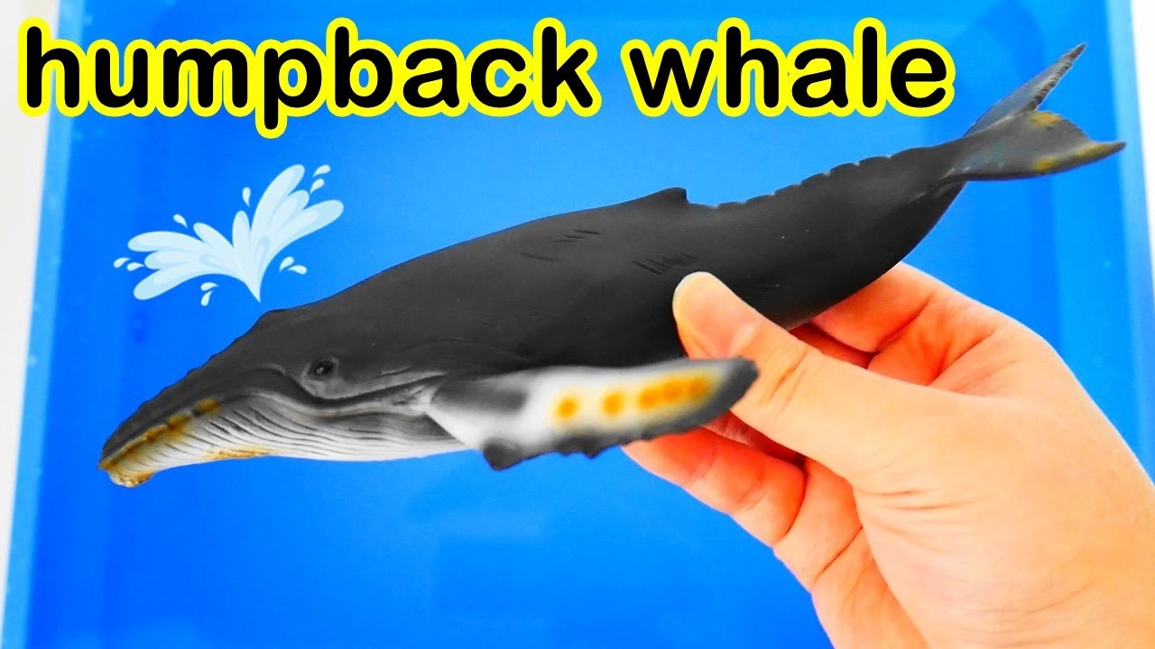 혹등고래, 듀공, 벨루가 바다에 사는 동물들의 모습과 영어 이름배우기 Humpback Whale, Dugong, Beluga Learn sea animals Names Sounds