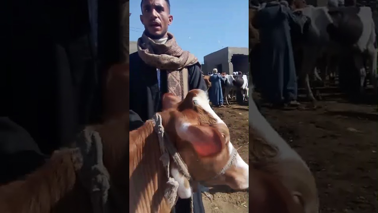 نتايه بقري وراها بنتها ب 49000 اليوم في سوق الخميس ابشواي الفيوم ٢٩ يناير ٢٠٢٩ #أسعار_المواشي 