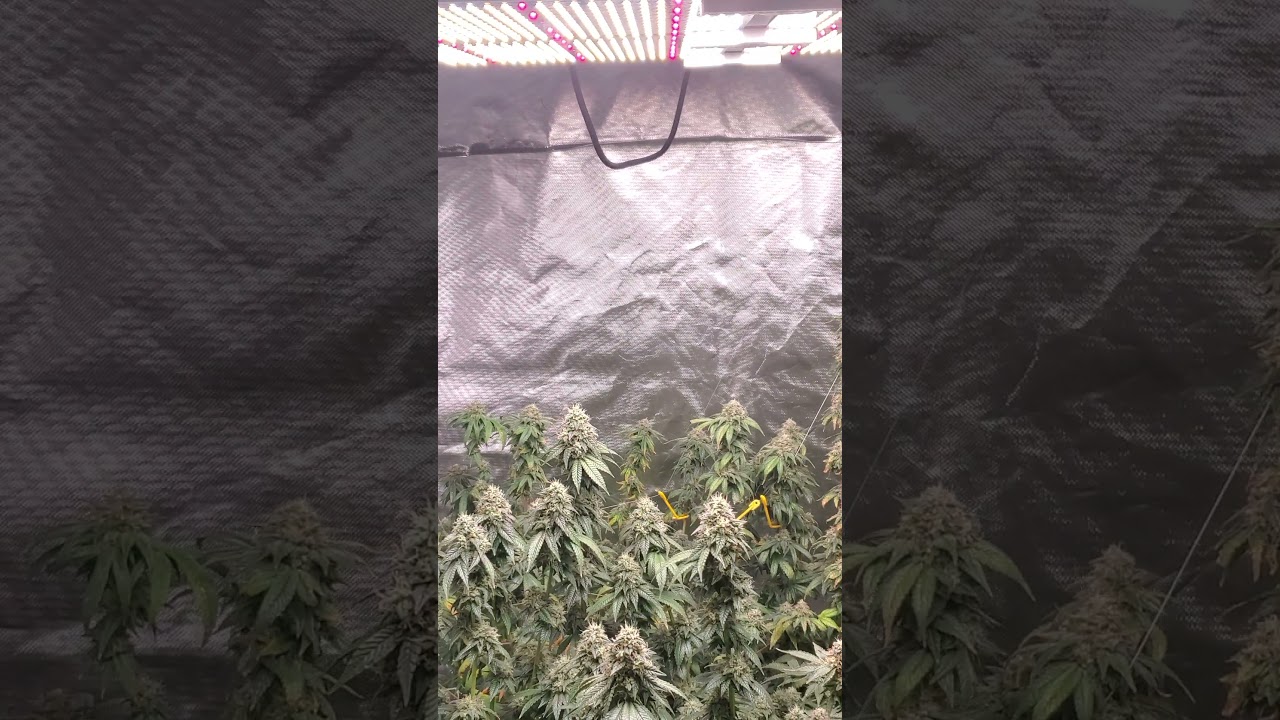 how far 2 hang  your spiderfarmer light  from your cannabis