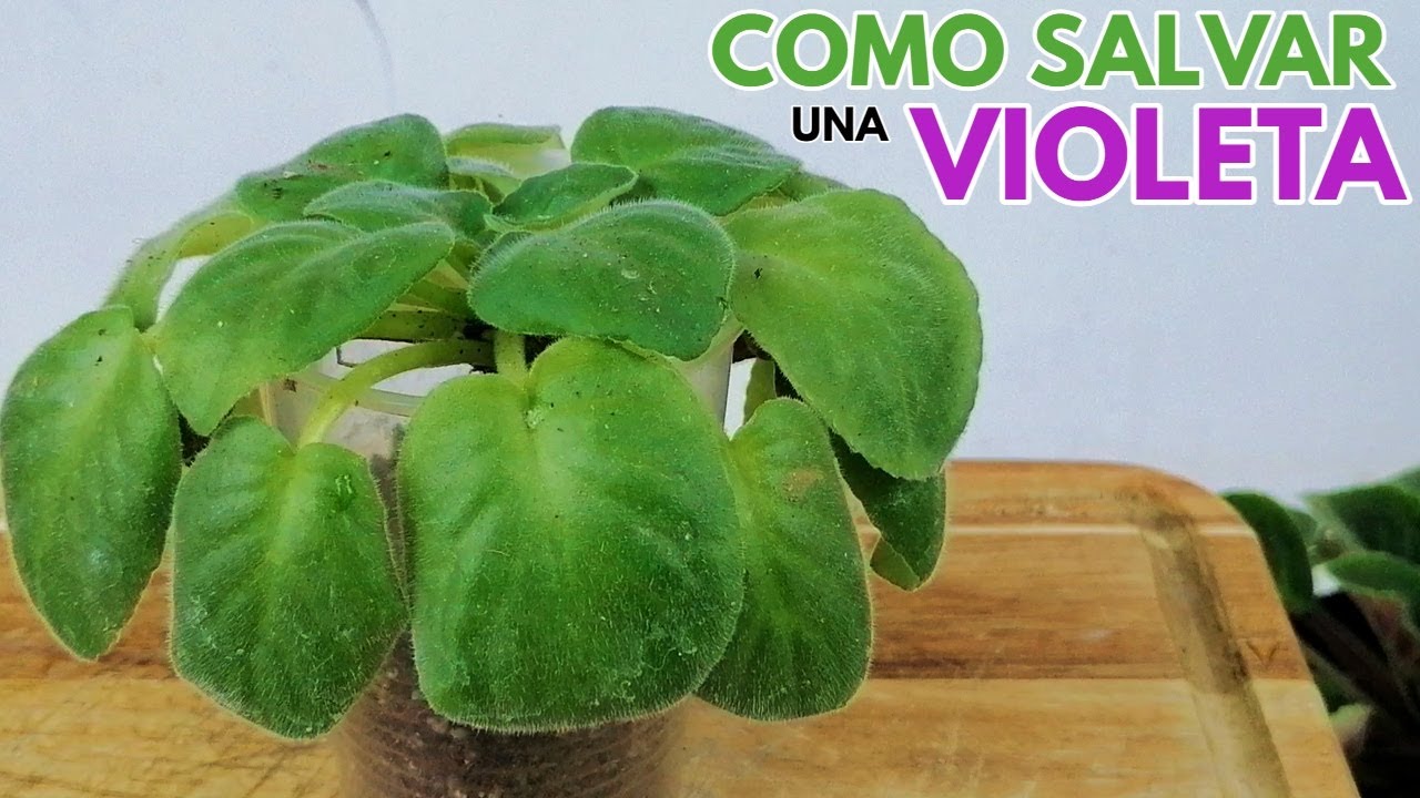 como salvar una violeta africana chuyito jardinero