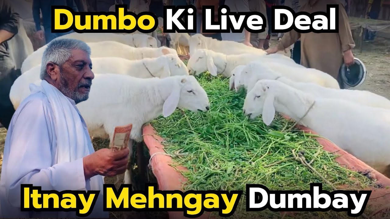 Dumbo Ki Zabardast Deal 🐑 | Itnay Zyada Rates! | Qurbani Janwaron Ki Latest Mandi Update 2026