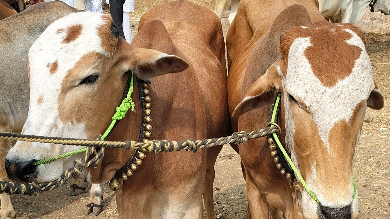 #प्रसिद्ध बैल बाजार लोणार सरोवर जि बुलढाणा #गावरान टॉप क्वालिटीच्या जोड्या #ऐक नंबर गावरान वासर #नाद