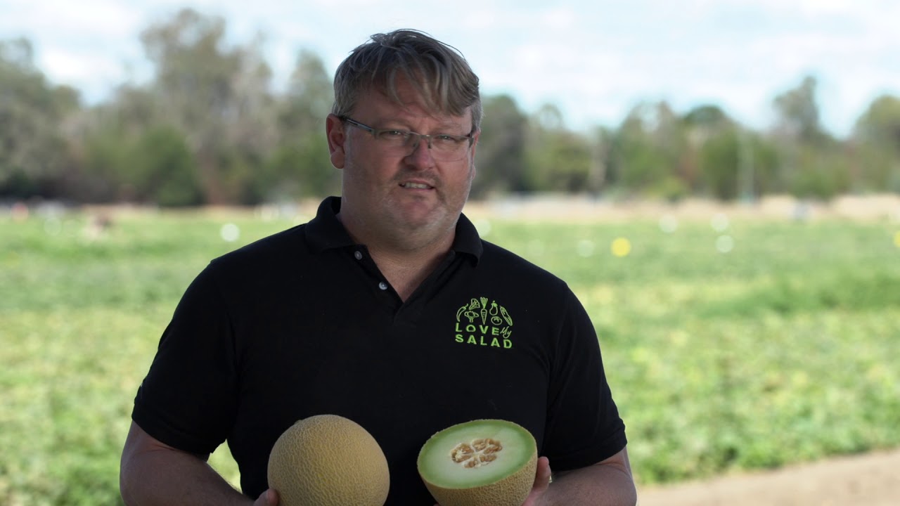 Rijk Zwaan melon varieties at the 2020 Australian Melon Conference & Field Day trial site, Hamel.