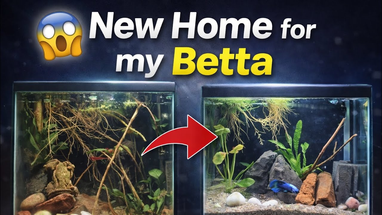 New home for my betta fish 🐟