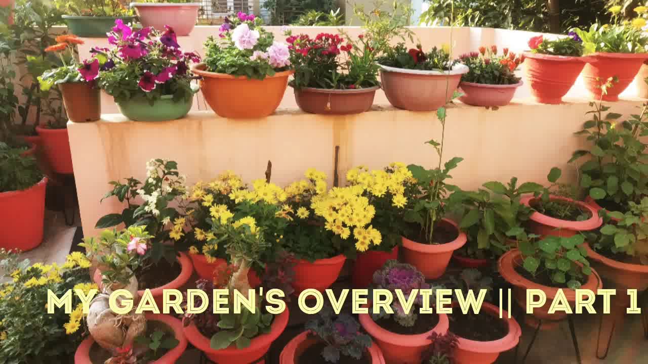 My garden's overview || Part 1