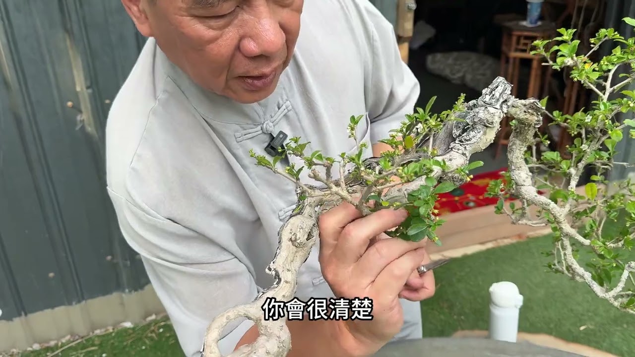 開花的杜鵑及福建茶春天要如何修剪才能長得更好？#林慶祥盆景藝術創作教學#Bonsai