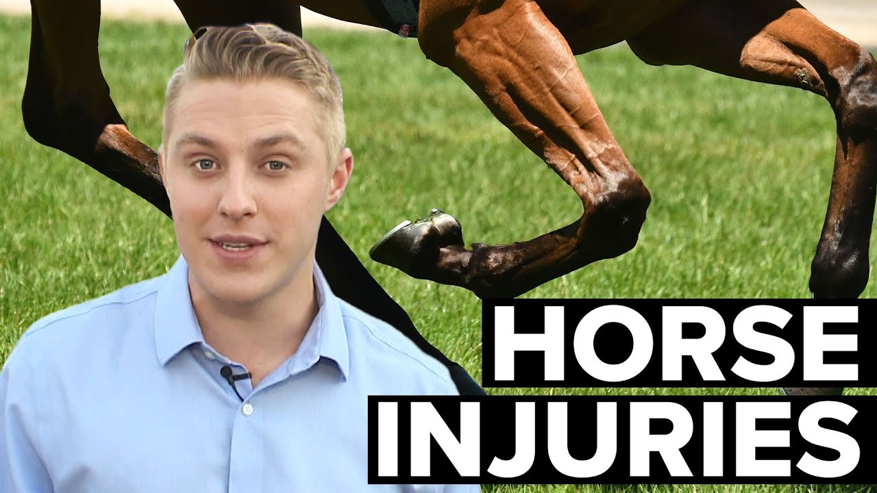 Why are leg injuries so devastating for horses?