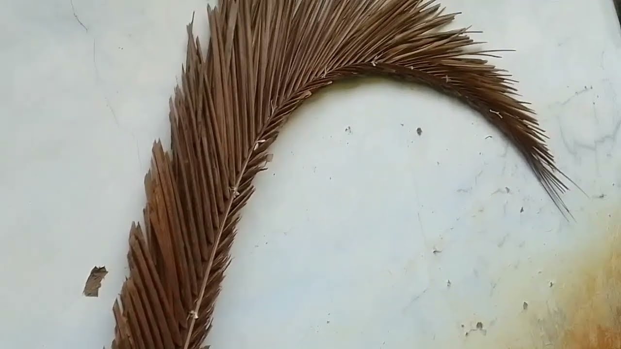 BUNTUT MAINAN KOLECER MIRIP BUNTUT BEBEK