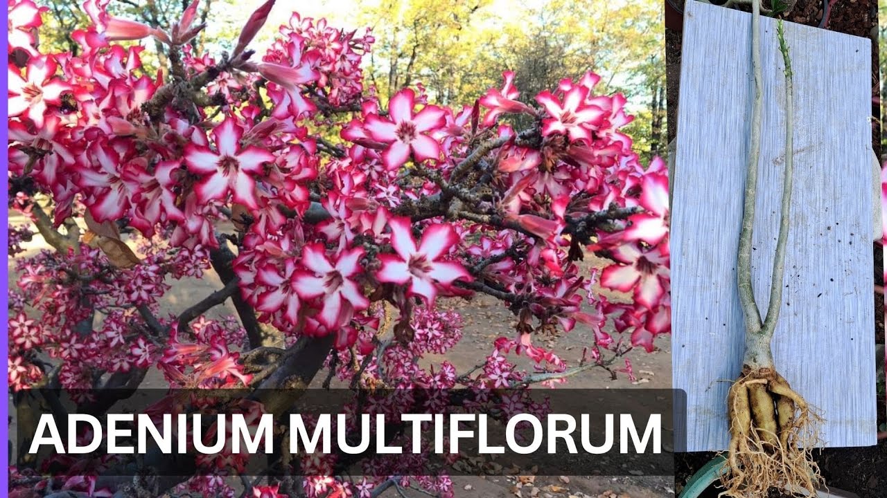 Rare Varieties of Adenium Multiflorum : A Closer Look at its Unique Caudex #SOLDOUT