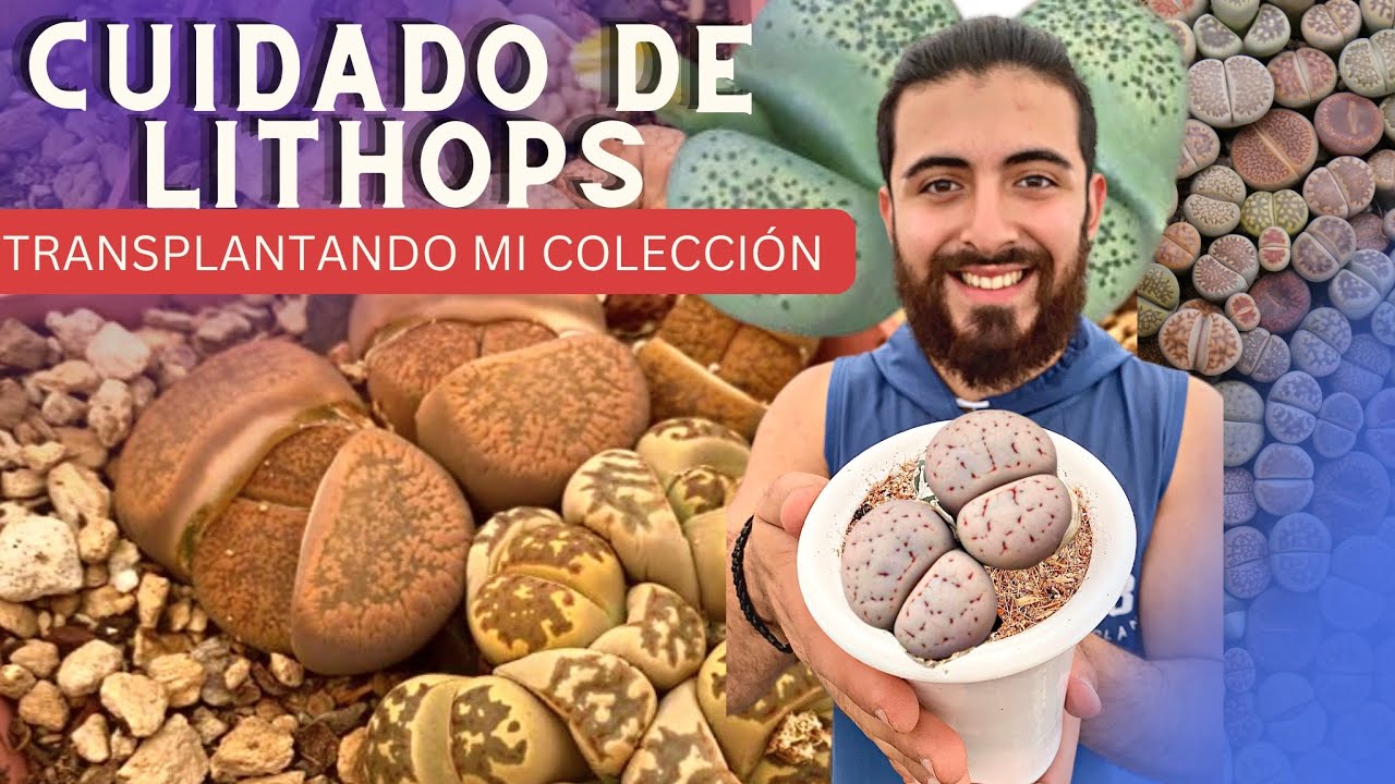 PLANTAS PIEDRA cuidados y transplante LITHOPS suculentas / Viveros suculento