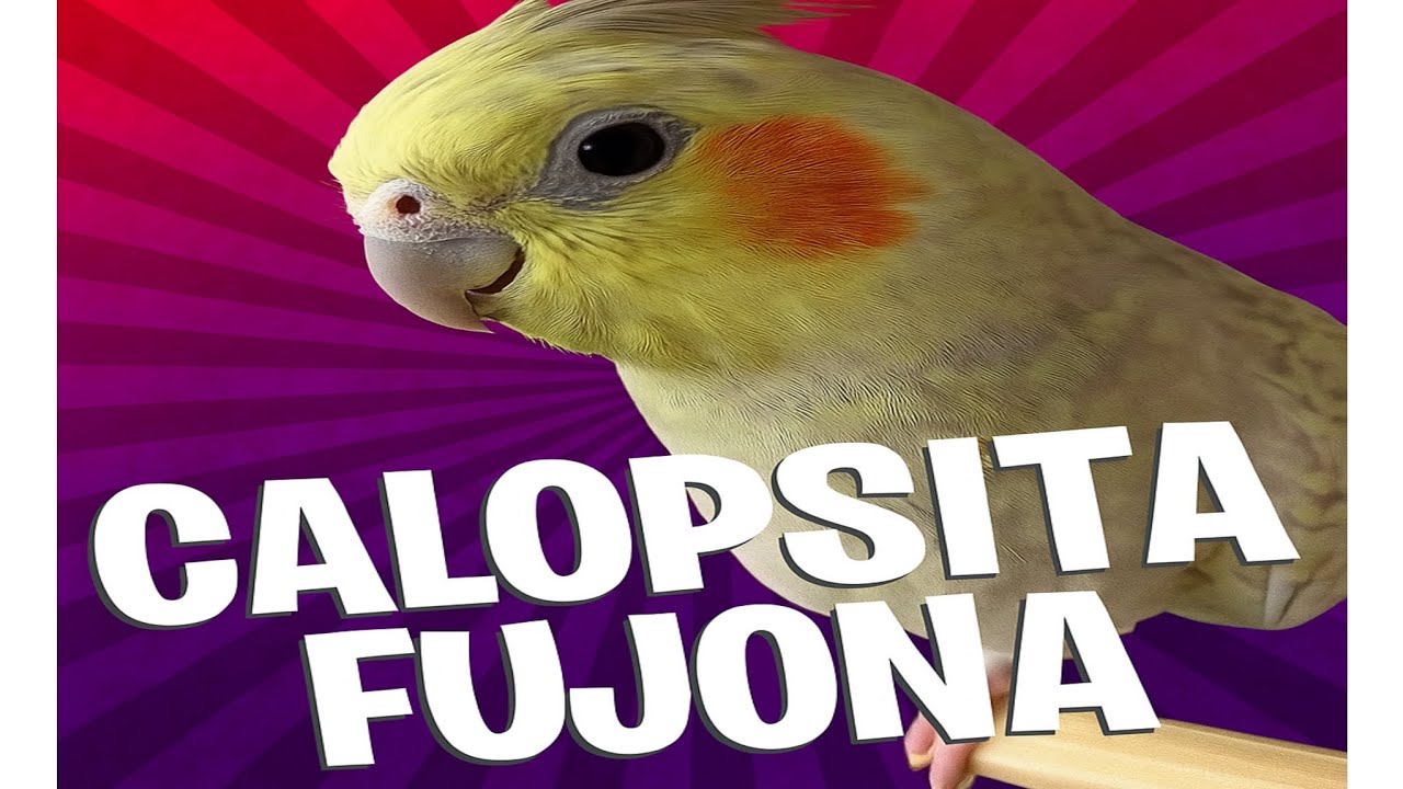 OLHA O QUE MINHA CALOPSITA APRONTOU DESSA VEZ 😂 | CALOPSITA FUGIU | *O FINAL 😲#calopsita 