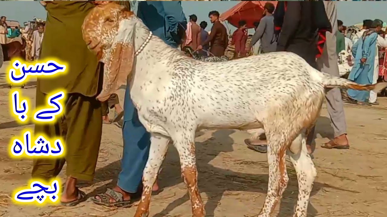 Madrasa Goat Market Update: Check goats with children and goat rates