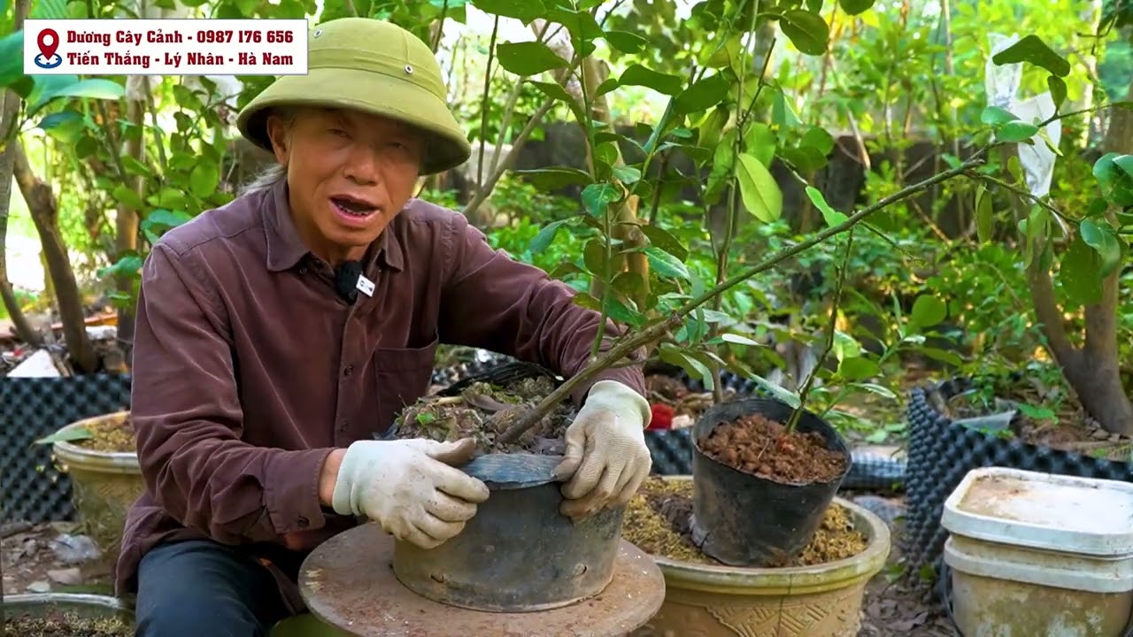 clip336 kỹ thuật chộn đất thời điểm cách trồng cây bưởi đỏ luận văn trên chậu để có quả chơi tết