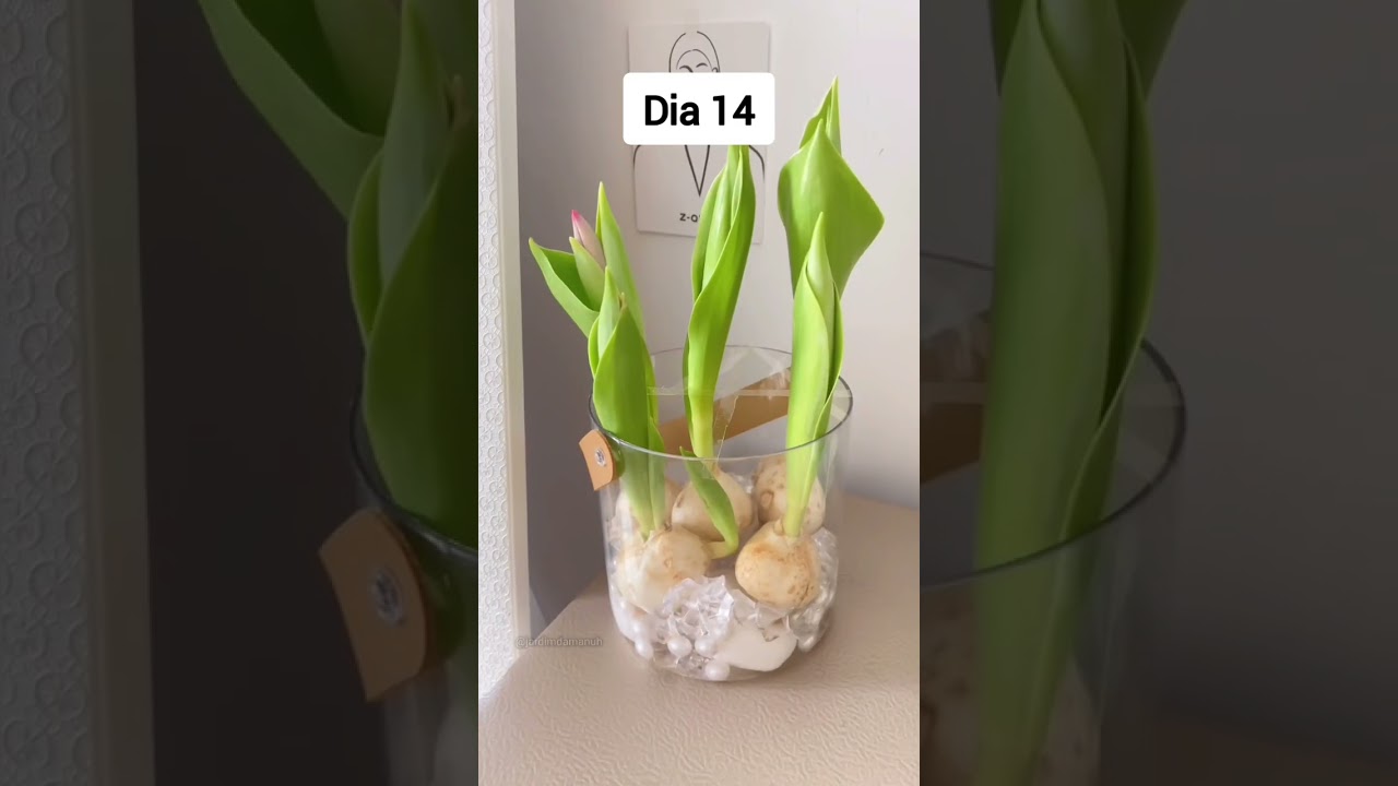 Comprei bulbos de tulipas e me surpreendi com o resultado. #tulipas #tulip #tulipas #planta
