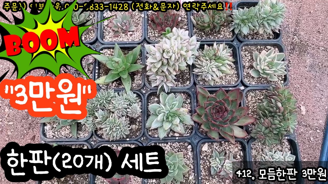 (2월2일) 오늘 싹~ 다!! 3만원 “한정수량” 어서오세요 #이브다육 #특가세일 