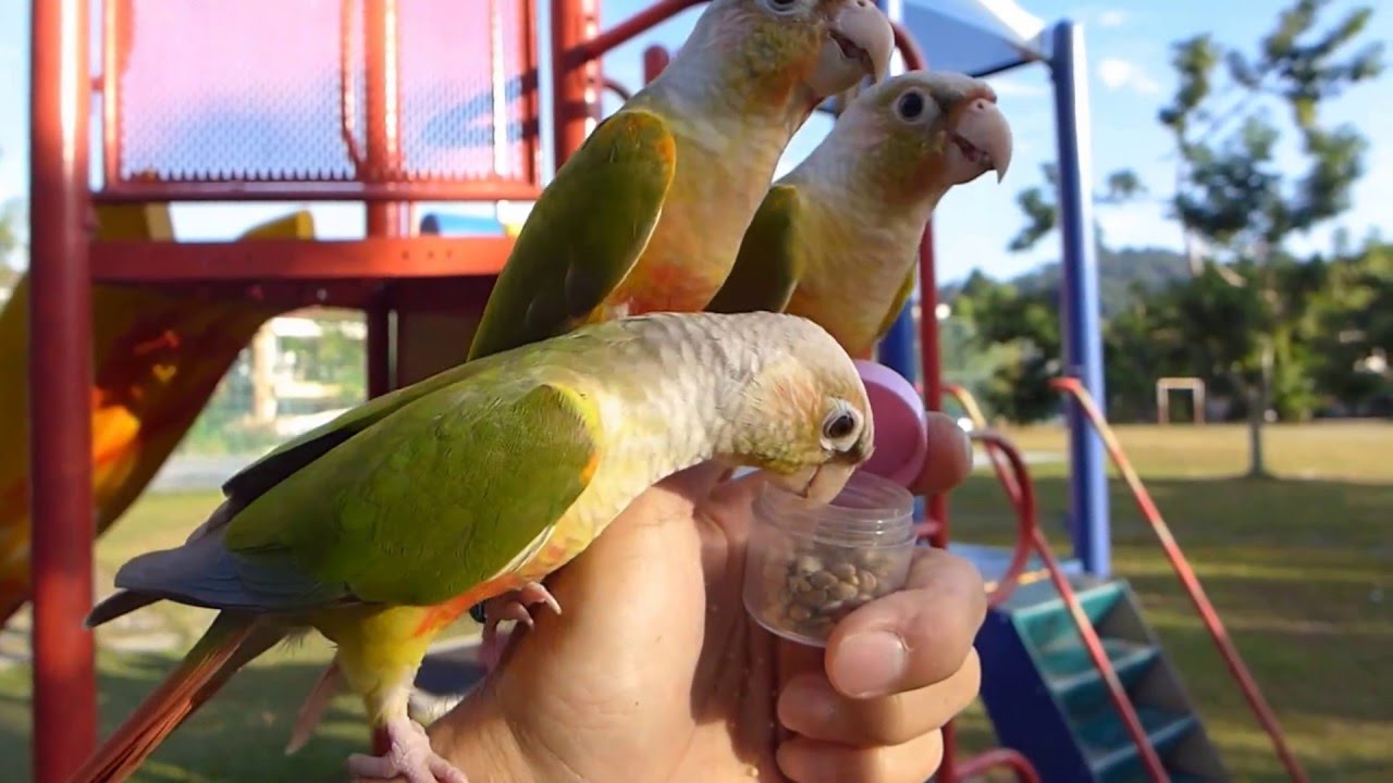Conures fly freely at playground.