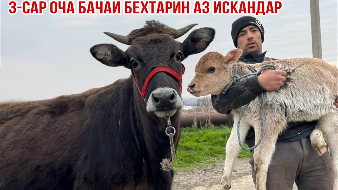 3-САР МОЛИ ОЧА БАЧА АЗ ИСКАНДАР 6 марта 2026 г.