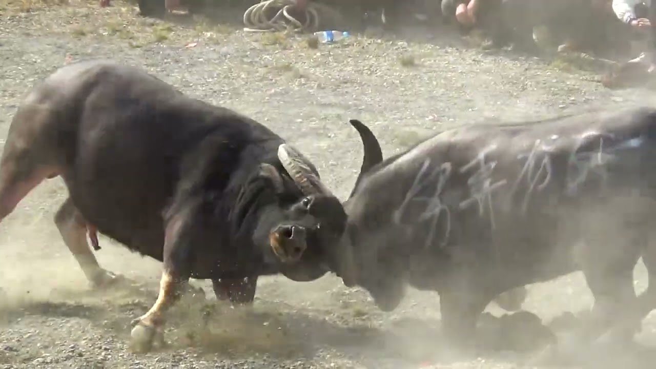Bullfighting Scene│The Bull King saw his opponent, he rushed to bump him. This move was too fierce!