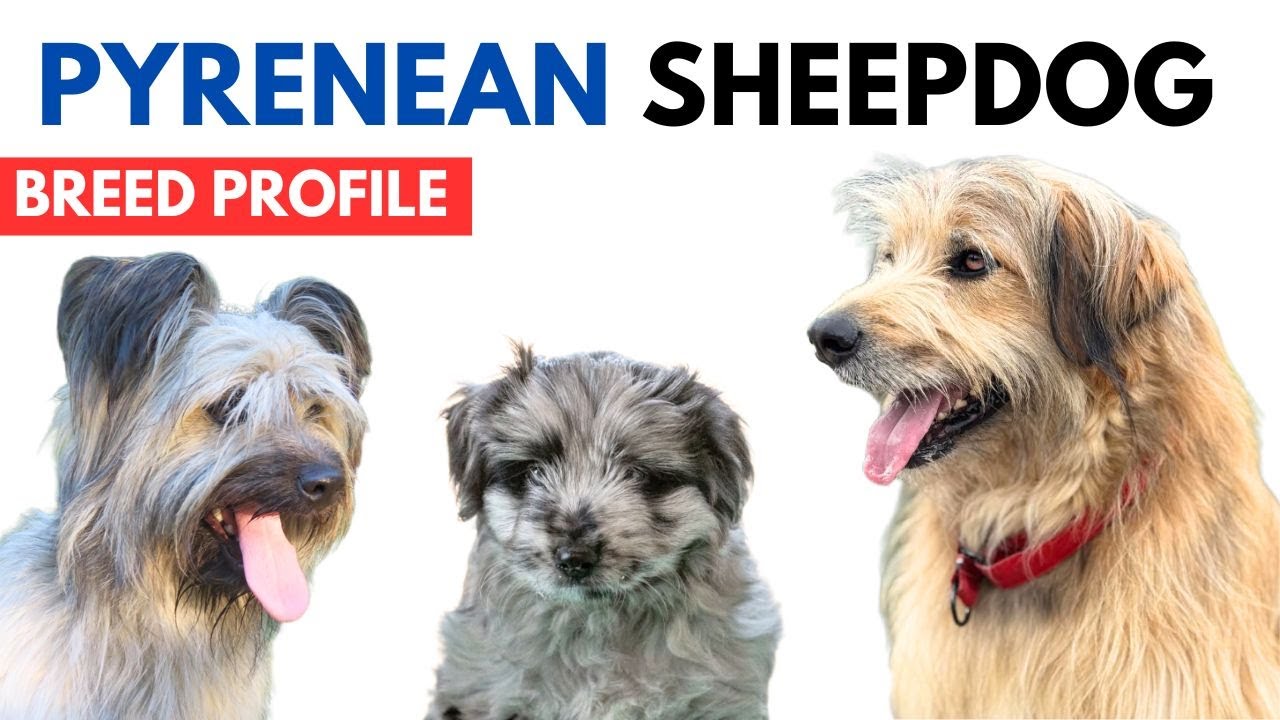 Pyrenean Sheepdog Breed Profile History - Price - Traits - Pyrshep Grooming Needs - Lifespan