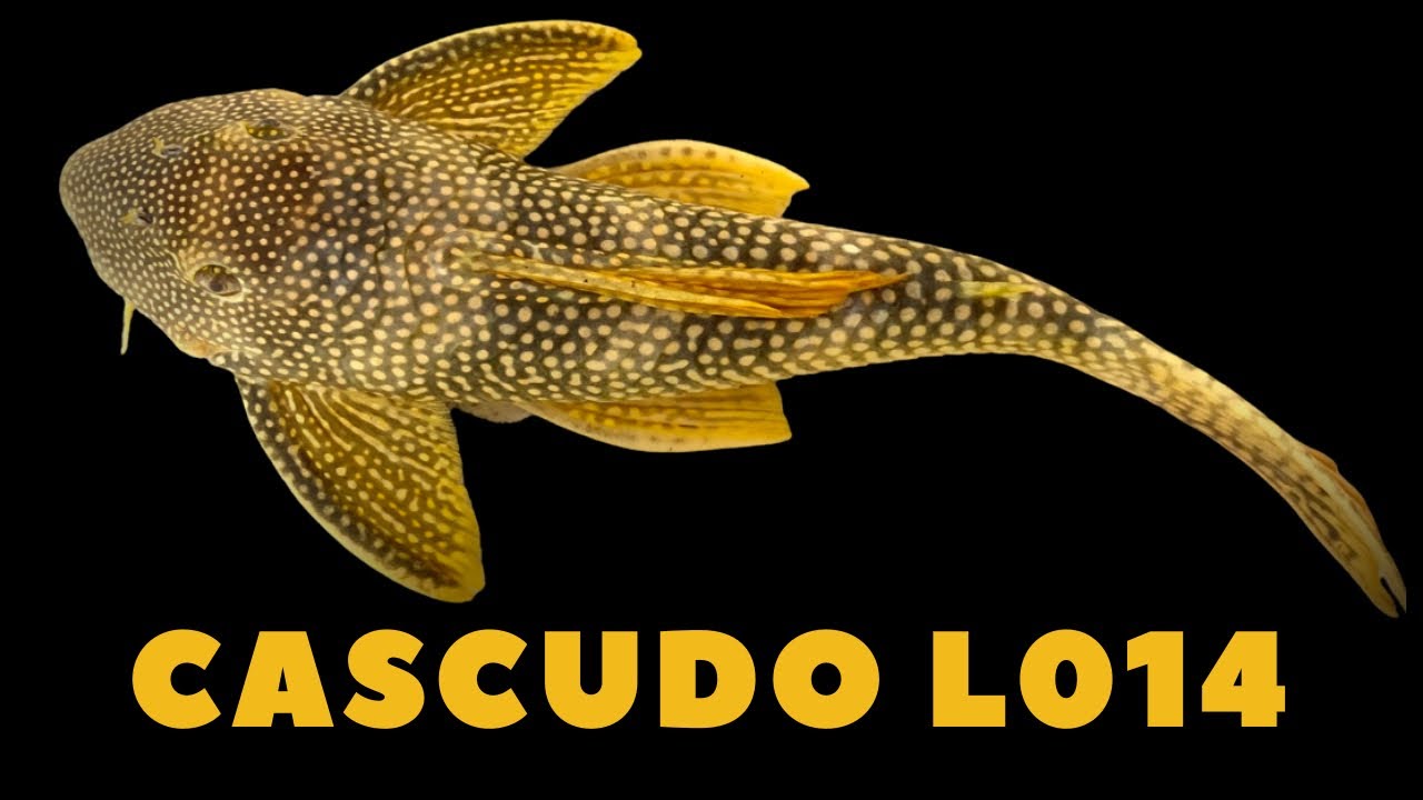 CONHEÇA O CASCUDO PICOTA DE OURO (L014), UM DOS MAIS BONITOS QUE EXISTE!!