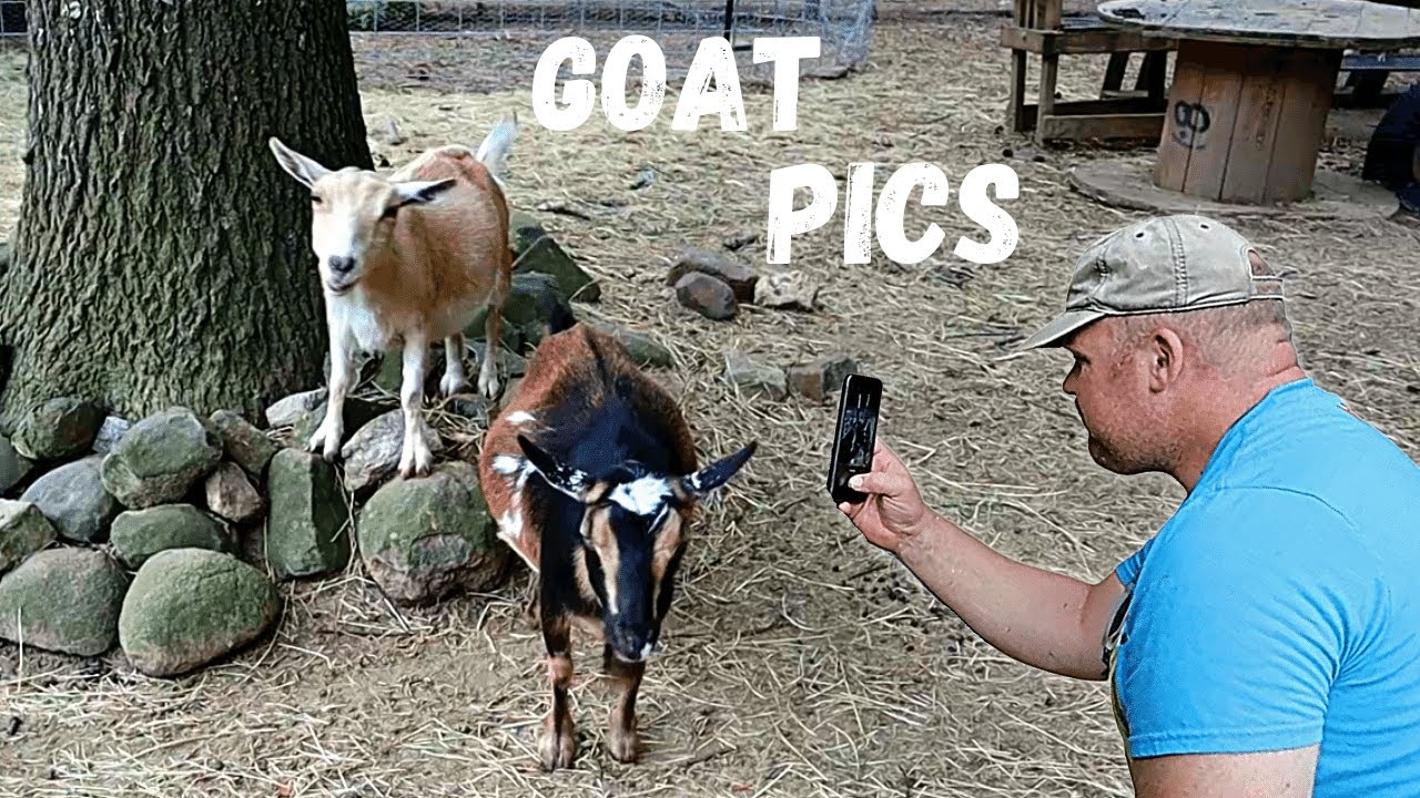 Goat Photography