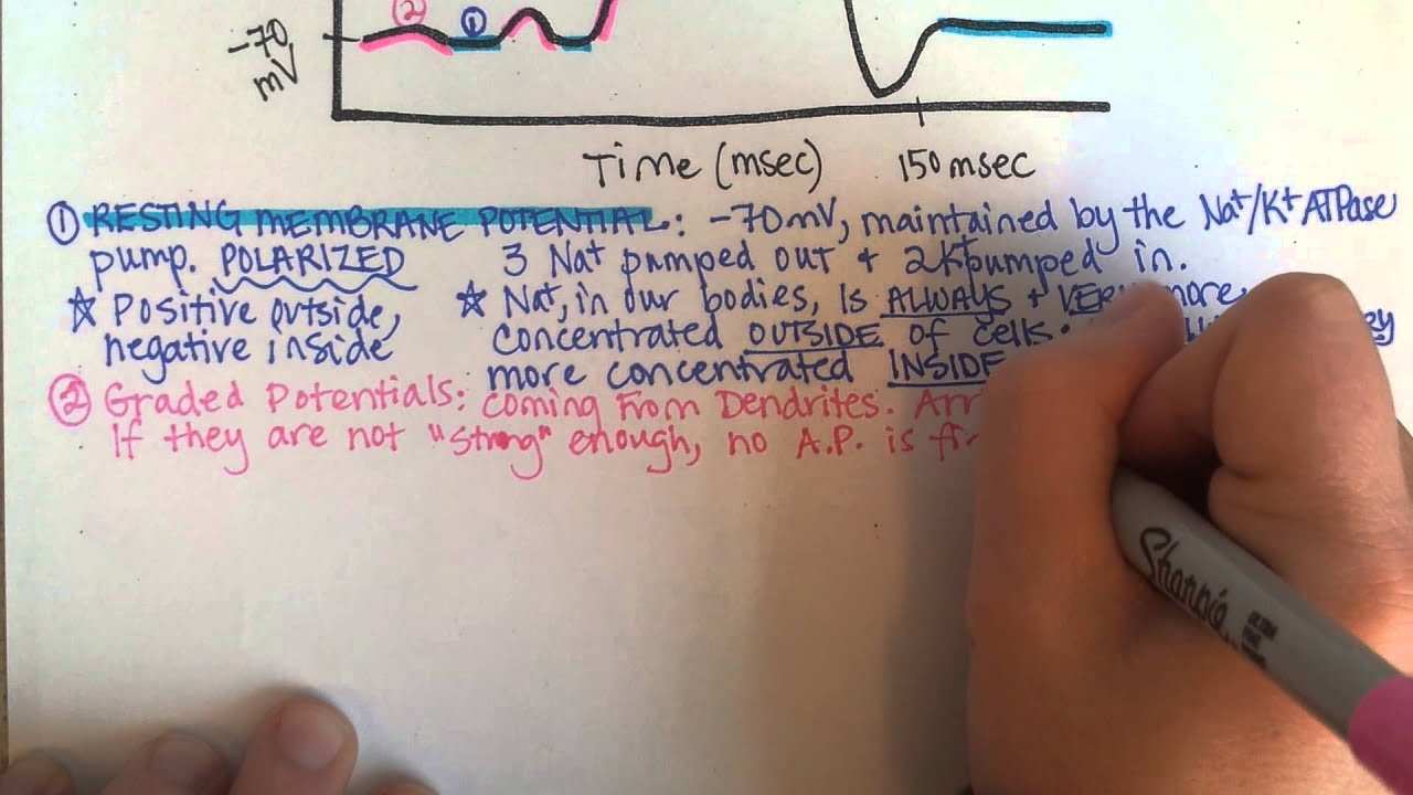 Action Potentials, Part 1
