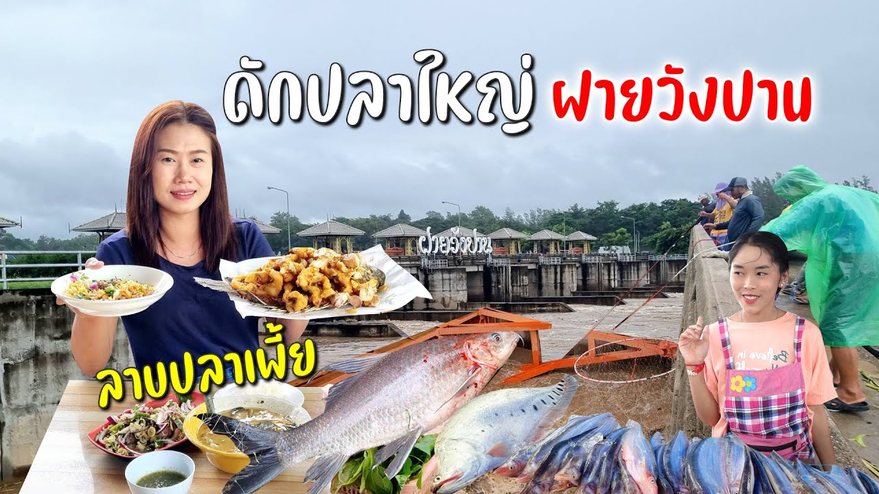 มาดูชาวบ้านหาปลาฝายวังปาน อ.จอมทอง ได้ปลาเพี้ยไซส์กำลังใหญ่เติมพลังลาบอาหารอร่อยหลายเมนู