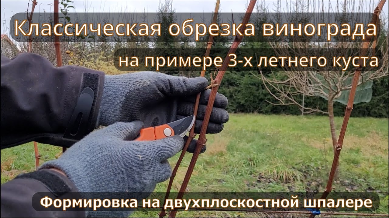 Классическая обрезка винограда на примере 3-х летнего куста.