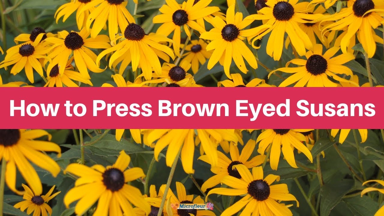 Pressing Brown Eyed Susans