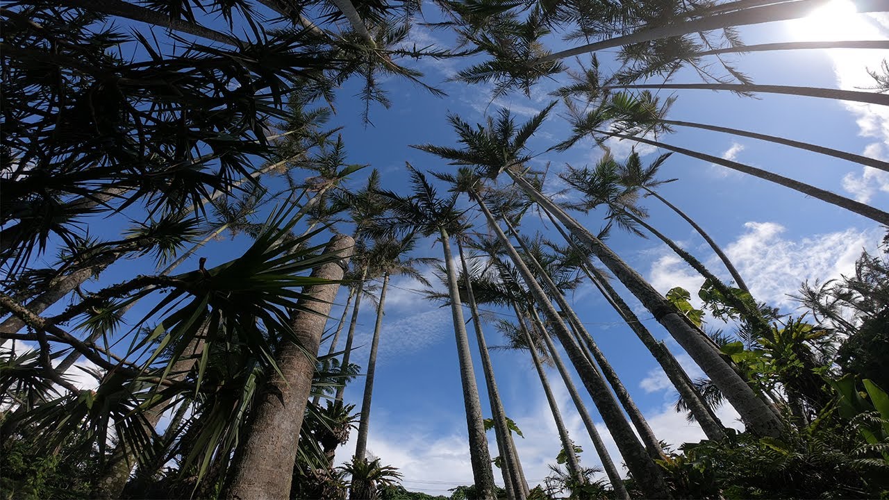 Okinawa trip