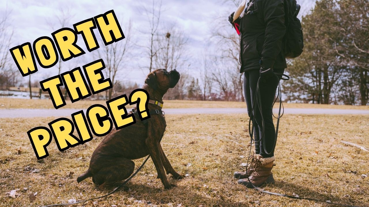 The Dark Truth About Board & Train Programs (Doggie Bootcamp Exposed)