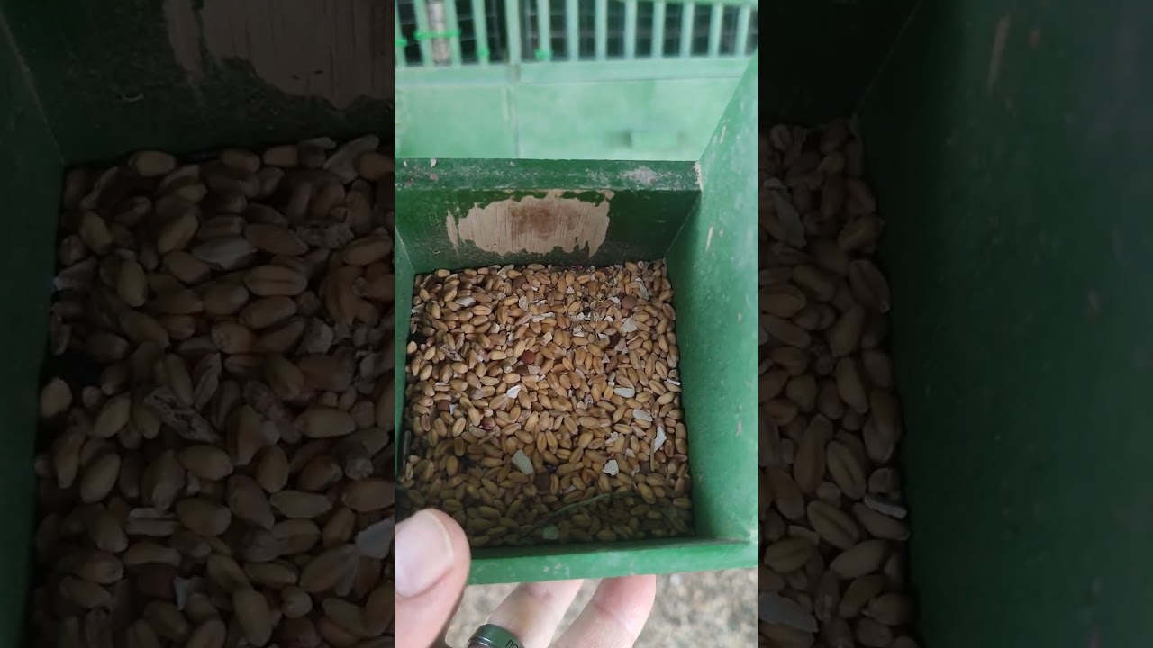 PERDIZ CON RECLAMO 25.Hablamos de alimentación. 