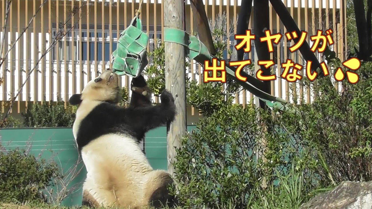 11/19レイレイ精一杯に背伸びしてオヤツBOXと格闘中！giantpanda @tokyo 上野動物園