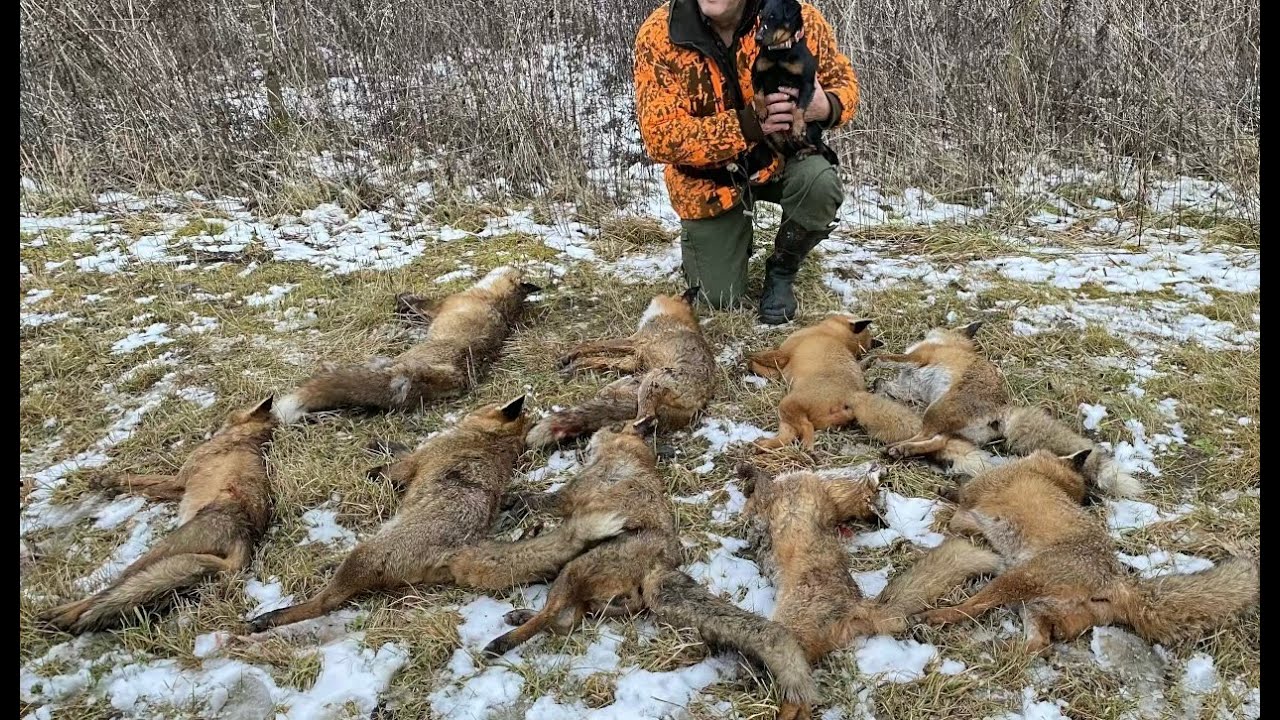 Baujagd, Fox Hunting, 9 auf einen Streich