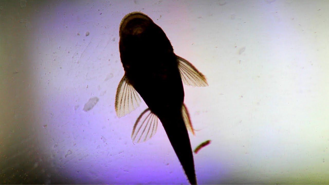 Heaps of Bristlenose Fry
