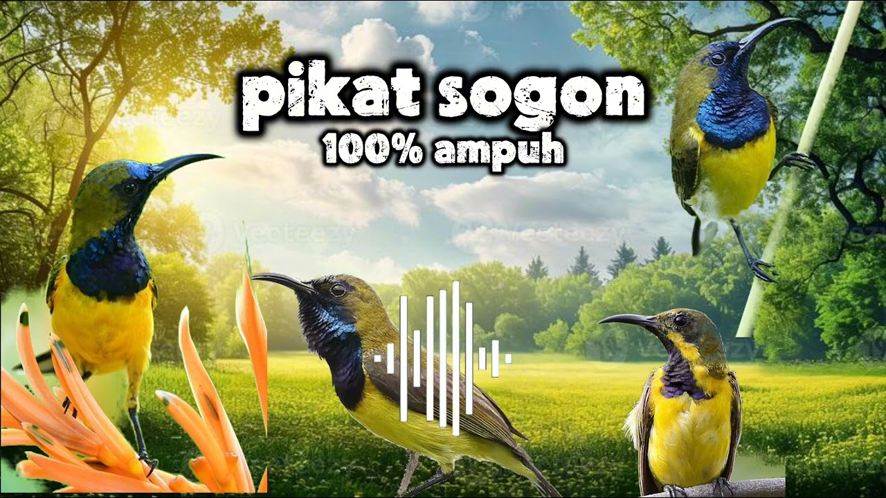 Pikat Sogon Susah Turun||100% ampuh|| #pikatsogon #kicaumania #pikatanburung #fyp #masukberanda 