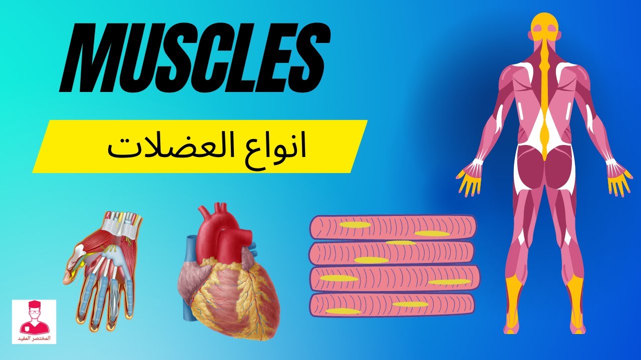 العضلات  || muscles