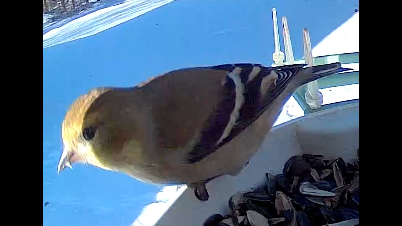 Some Winter Goldfinch Visits