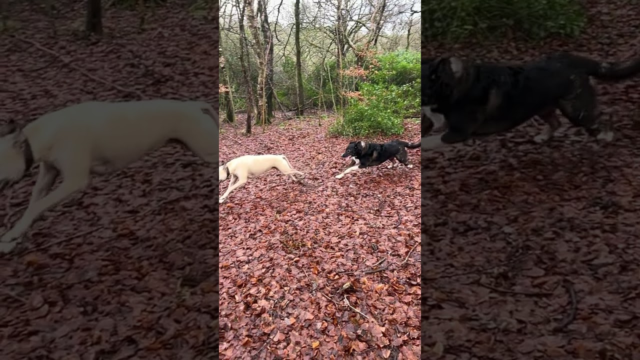 Dogs run in slow mo in woods