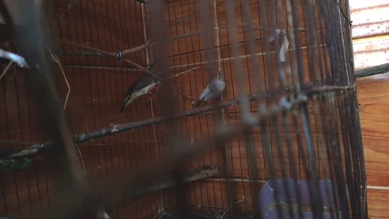 Finch Bird Setup | ফিঞ্চ পাখির খাঁচা সেটআপ | Finch Bird Care & Setup Bangla